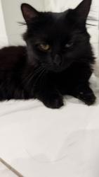 Reunited Female Cat last seen Page Ave, Orlando, FL 32806