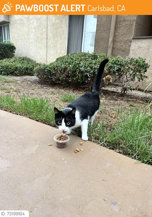 Found/Stray Unknown Cat last seen Near rising Glen Way Carlsbad Ca 92008, Carlsbad, CA 92008