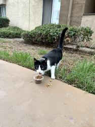 Found/Stray Unknown Cat last seen Near rising Glen Way Carlsbad Ca 92008, Carlsbad, CA 92008