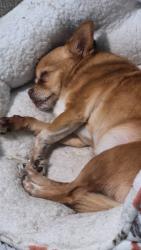 Lost Female Dog last seen Near Chadwick, Augusta, GA 30906