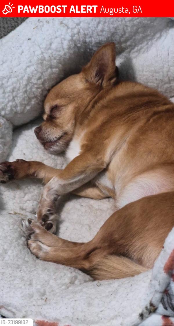 Lost Female Dog last seen Near Chadwick, Augusta, GA 30906
