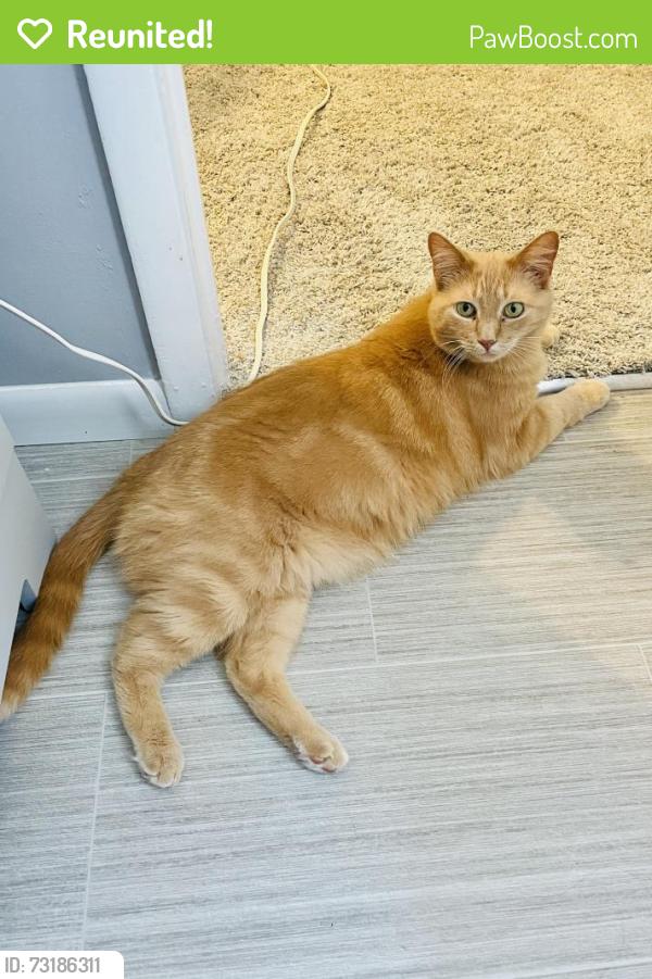 Reunited Female Cat last seen Hunters Ridge Dr and Hitching Post, Kalamazoo, MI 49009