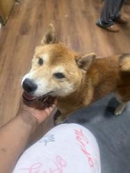 Reunited Male Dog last seen Fairington and Chubb rd, Stonecrest, GA 30038