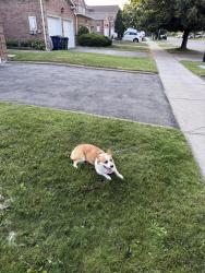 Reunited Female Dog last seen Near new forest square, Toronto, ON M1V 2Z6