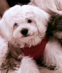Lost Male Dog last seen Johnson ave, glenarden pkwy, grant Dr., Glenarden, MD 20706