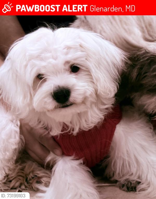 Lost Male Dog last seen Johnson ave, glenarden pkwy, grant Dr., Glenarden, MD 20706