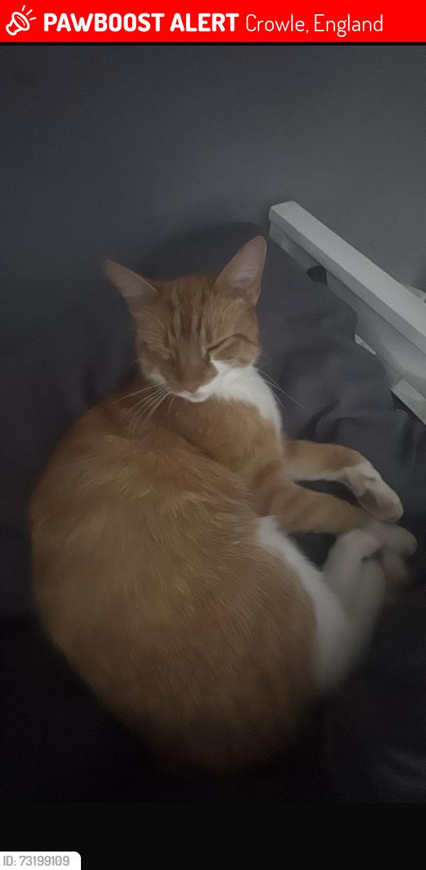 Lost Male Cat last seen mini park , co op, Crowle, England 