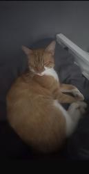 Lost Male Cat last seen mini park , co op, Crowle, England 