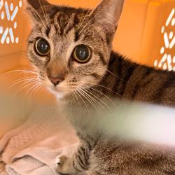Shelter Stray Female Cat last seen , Animal Care & Control Team of Philly, 111 W Hunting Park Ave, Philadelphia, PA 19140, USA