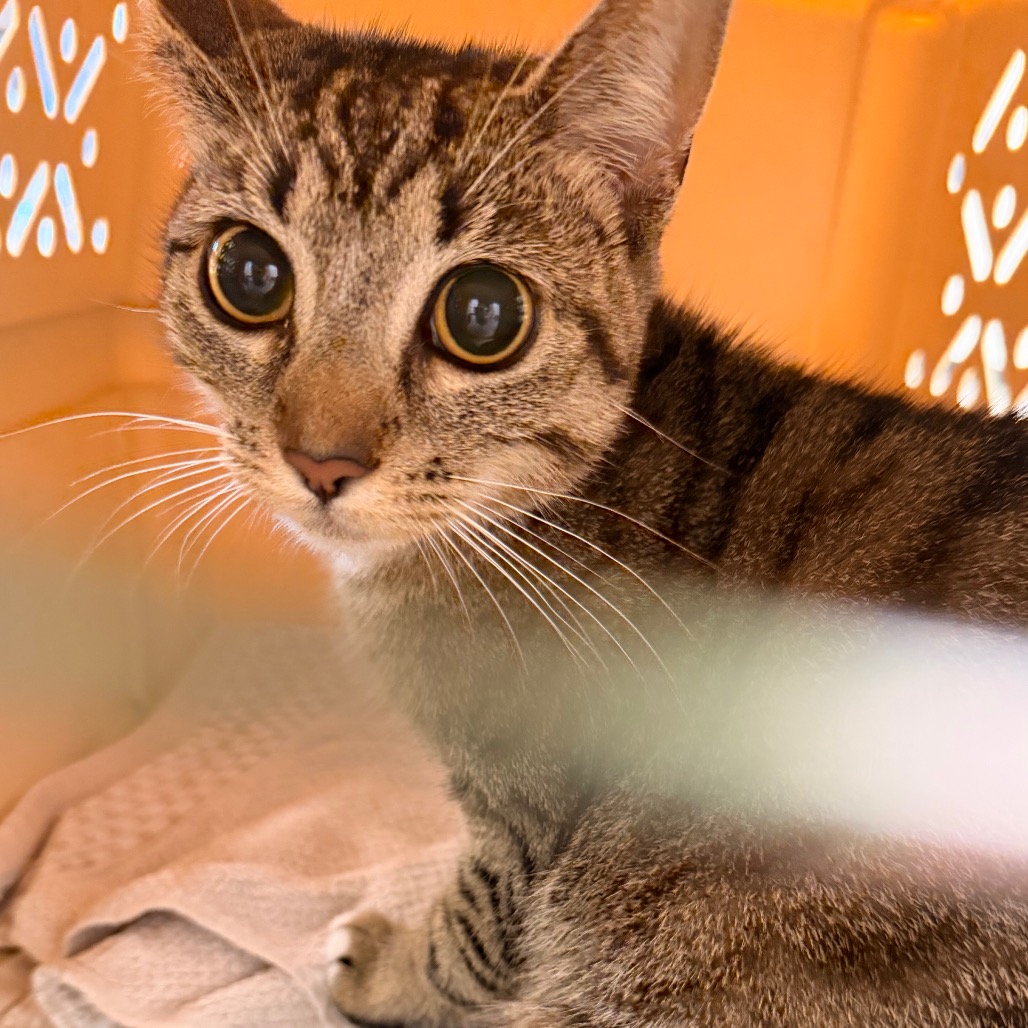 Shelter Stray Female Cat last seen , Animal Care & Control Team of Philly, 111 W Hunting Park Ave, Philadelphia, PA 19140, USA