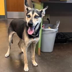 Shelter Stray Male Dog last seen , 3428 S Jenkins Ave, Norman, OK 73072, USA