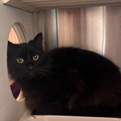 Shelter Stray Male Cat last seen , 3428 S Jenkins Ave, Norman, OK 73072, USA