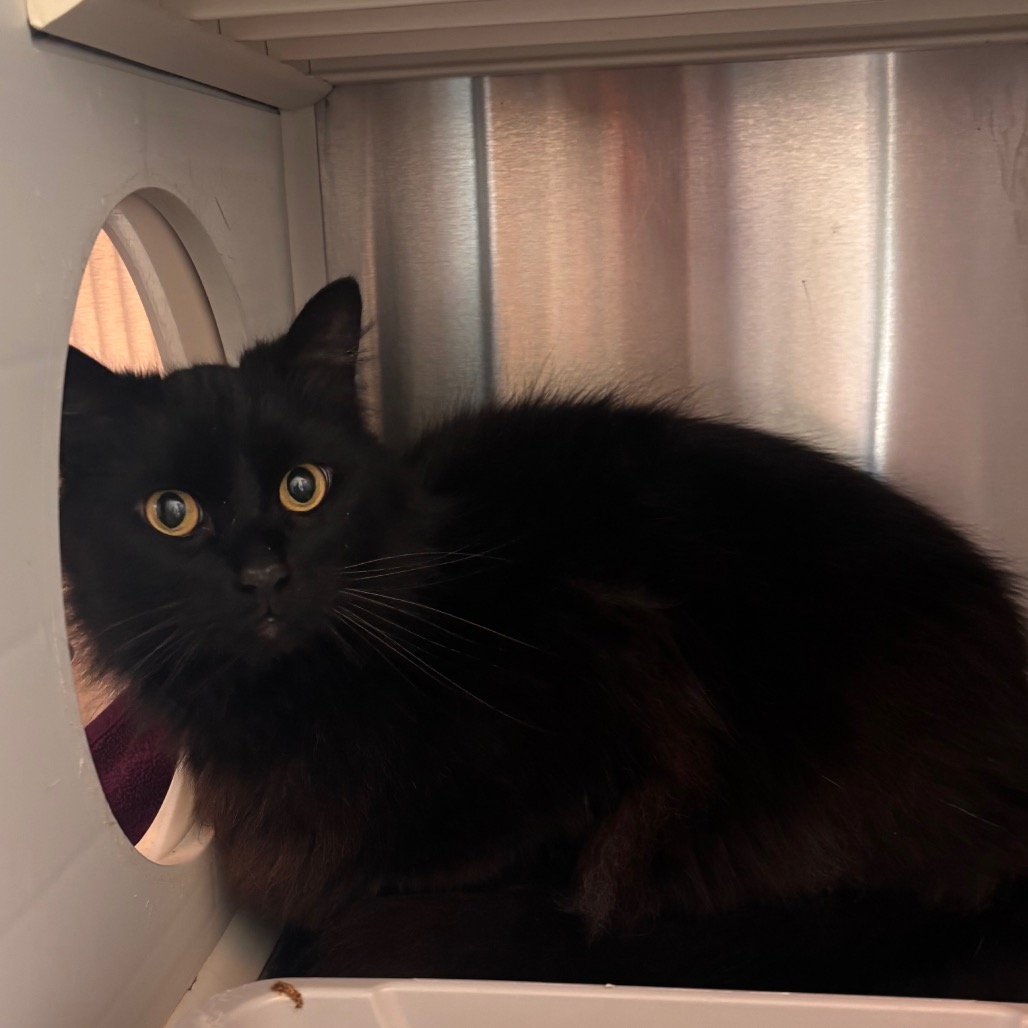 Shelter Stray Male Cat last seen , 3428 S Jenkins Ave, Norman, OK 73072, USA