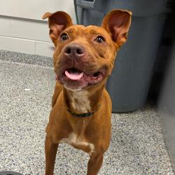 Shelter Stray Female Dog last seen , 328 Furman Hall Rd, Greenville, SC 29609, USA