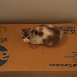 Shelter Stray Female Cat last seen , 980 Guilford College Rd, Greensboro, NC 27409, USA