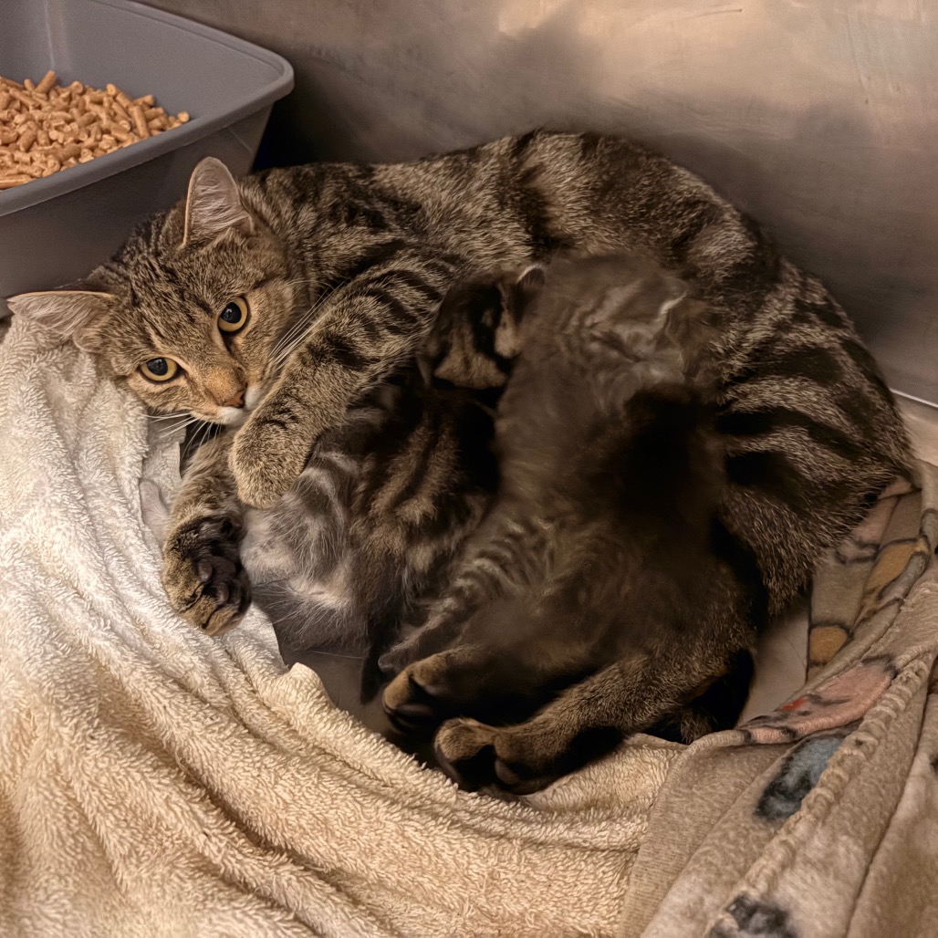 Shelter Stray Female Cat last seen , 54687 Co Rd 19, Bristol, IN 46507, USA