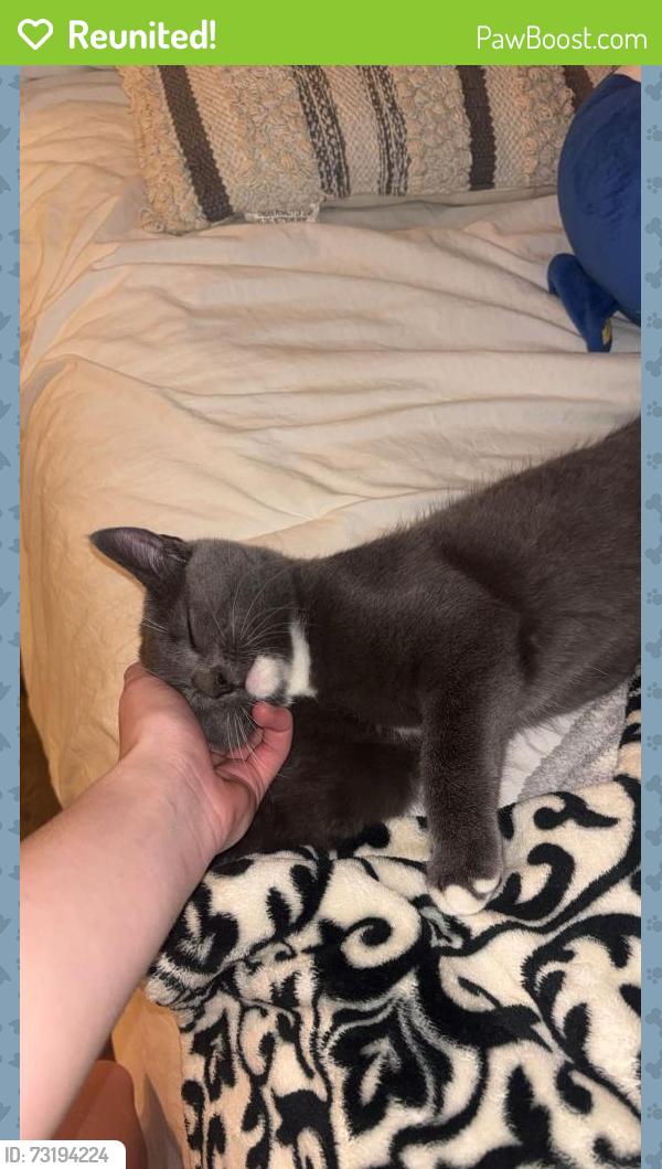 Reunited Male Cat last seen Lula city hall, Lula, GA 30554