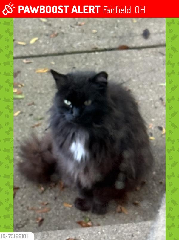 Lost Unknown Cat last seen The Monastery neighborhood in Fairfield, Fairfield, OH 45014