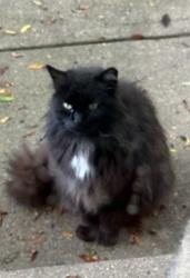 Lost Unknown Cat last seen The Monastery neighborhood in Fairfield, Fairfield, OH 45014