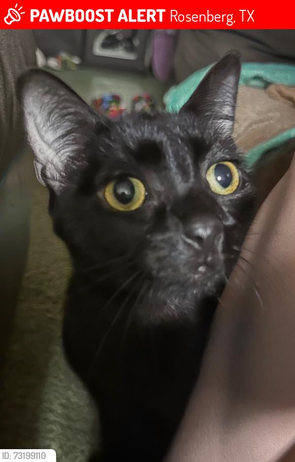 Lost Male Cat last seen Garcia park, Rosenberg, TX 77471