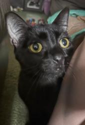 Lost Male Cat last seen Garcia park, Rosenberg, TX 77471
