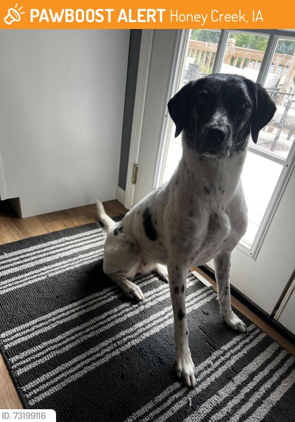 Found/Stray Female Dog last seen Goosehaven Loop, Honey Creek, IA 51542