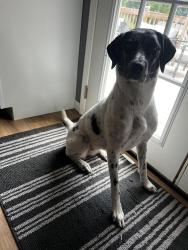 Found/Stray Female Dog last seen Goosehaven Loop, Honey Creek, IA 51542