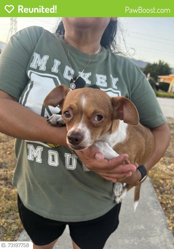 Reunited Female Dog last seen Gladstone Ave, Glendora, CA 91740