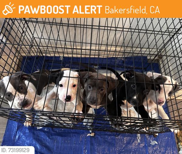 Found/Stray Unknown Dog last seen valley plaza, Bakersfield, CA 93301