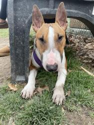 Lost Female Dog last seen Near pack saddle trl, Fort Worth, TX 76108