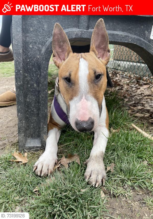 Lost Female Dog last seen Near pack saddle trl, Fort Worth, TX 76108