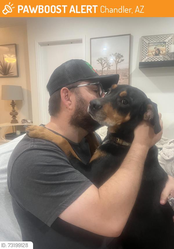 Found/Stray Male Dog last seen McClintock and Chandler blvd, Chandler, AZ 85226