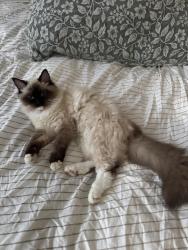 Reunited Female Cat last seen university of mount union, Alliance, OH 44601