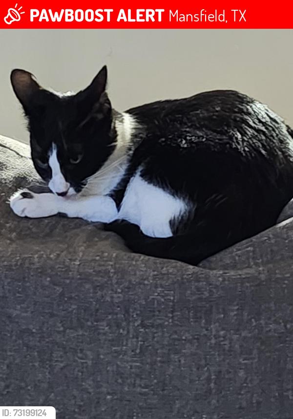 Lost Female Cat last seen Tanglewood neighborhood, Mansfield, TX 76063