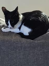 Lost Female Cat last seen Tanglewood neighborhood, Mansfield, TX 76063