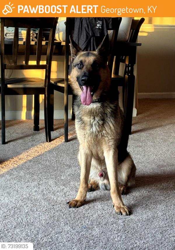 Found/Stray Male Dog last seen The Mill dog park, Georgetown, KY 40324