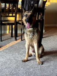 Found/Stray Male Dog last seen The Mill dog park, Georgetown, KY 40324