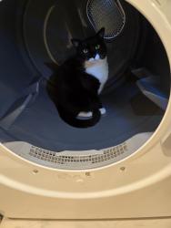 Lost Male Cat last seen Vista and wingfield, Sparks, NV 89436