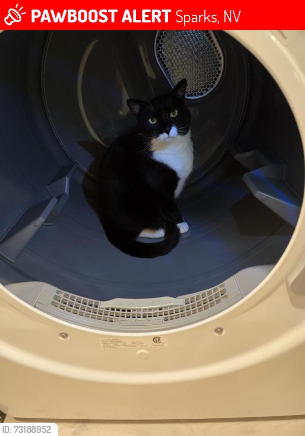 Lost Male Cat last seen Vista and wingfield, Sparks, NV 89436