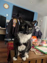 Lost Male Cat last seen Deveron/Halladale, behind SilverSageGolfCourse, Reno, NV 89506