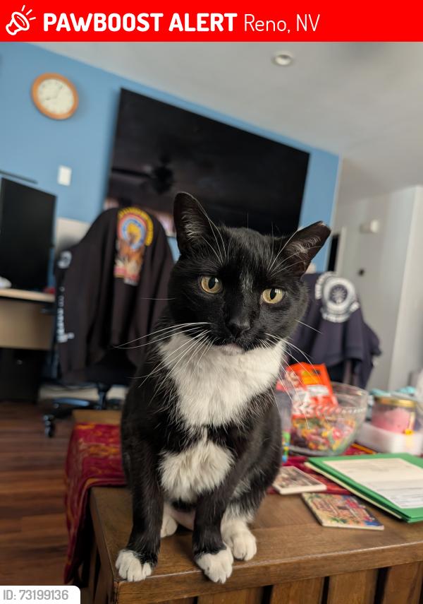 Lost Male Cat last seen Deveron/Halladale, behind SilverSageGolfCourse, Reno, NV 89506