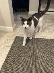 Lost Male Cat last seen Talmadge/Alexis, Toledo, OH 43623