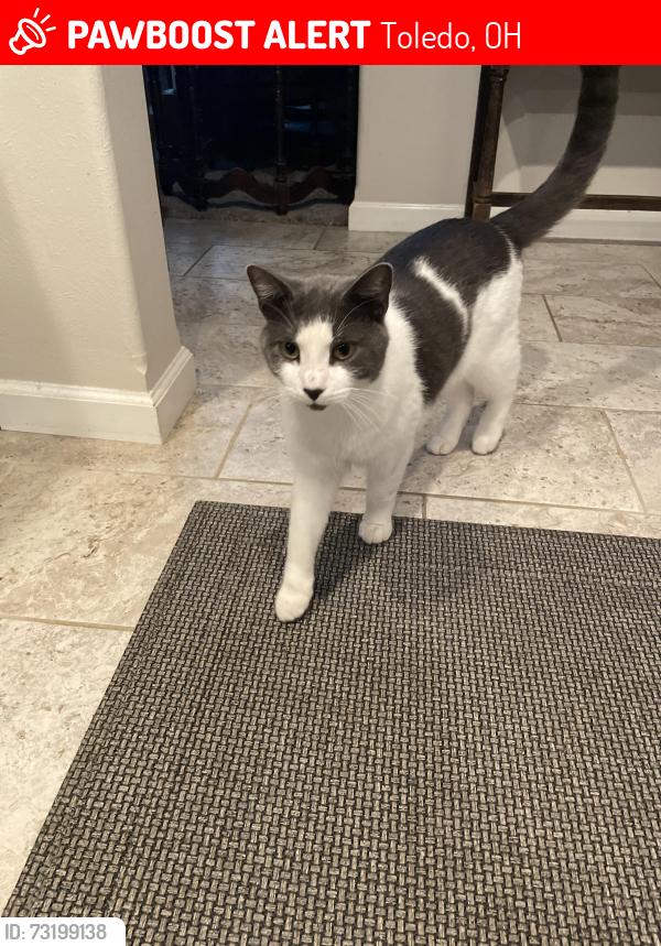 Lost Male Cat last seen Talmadge/Alexis, Toledo, OH 43623