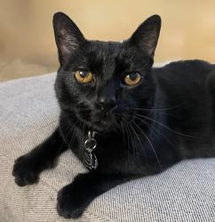 Reunited Male Cat last seen Camino Del Sol & Tesoro Ave, San Marcos, CA 92069
