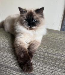 Reunited Female Cat last seen Raymond Rd near Muir Field/South Gammon Rd, Madison, WI 53719