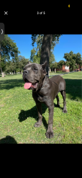 Lost Female Dog last seen Lundy and commodore, San Jose, CA 95133