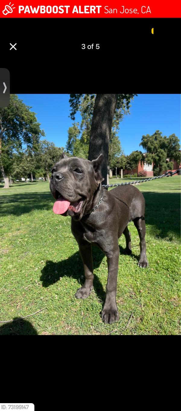 Lost Female Dog last seen Lundy and commodore, San Jose, CA 95133