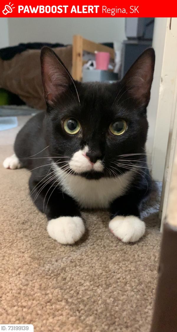 Lost Male Cat last seen St Timothy school, Regina, SK 