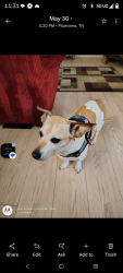 Lost Male Dog last seen Norris fwy, Powell, TN 37849
