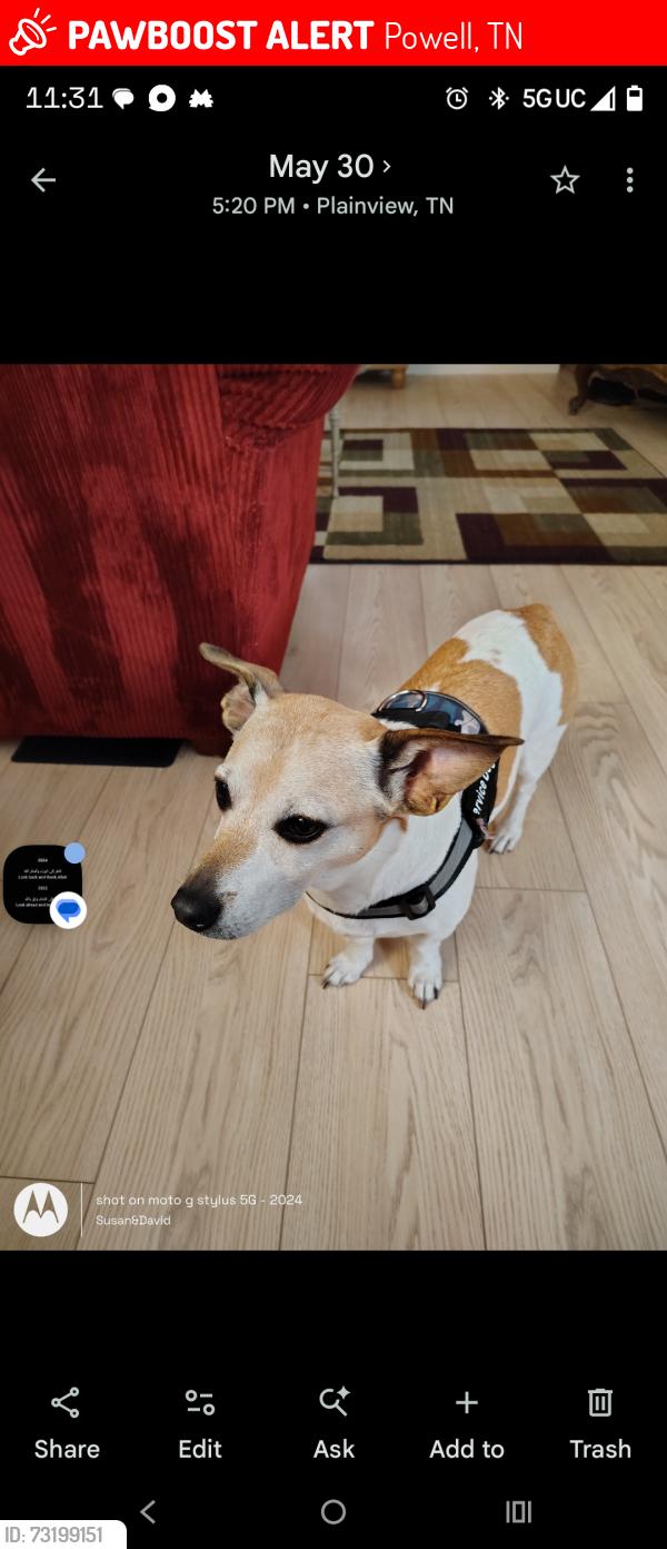 Lost Male Dog last seen Norris fwy, Powell, TN 37849